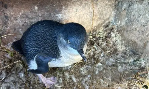 Crop & Tube Feeding Birds