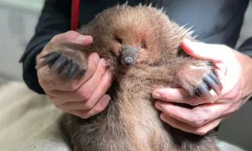 Bonorong Rescue Course