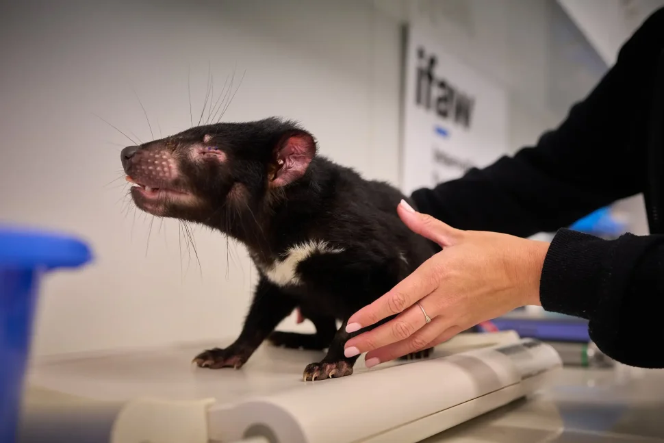 Injured Tasmanina devil