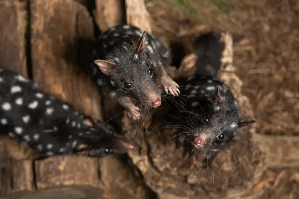 Quolls