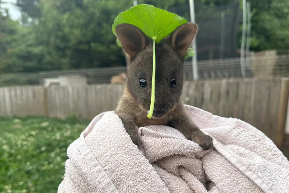leafonhead