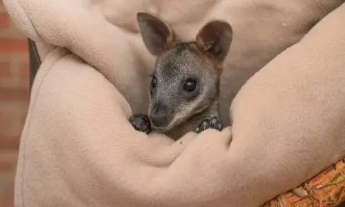 Introduction to Tasmanian Mammals