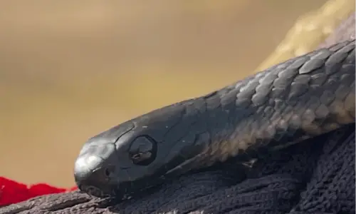 Snake First Aid